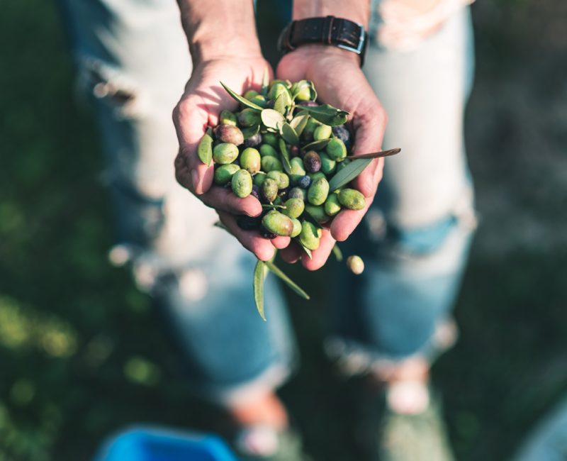 Handful of olives, Taggiasca or Cailletier, cultivar grown primarily in Southern France near Nice and in the Riviera di Ponente, Liguria, Italy