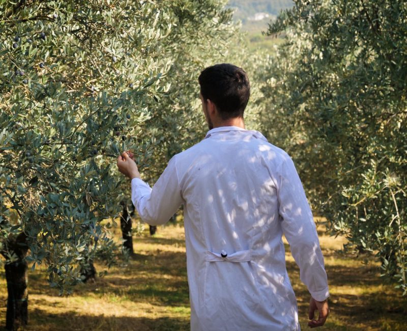 An,Agronomist,With,White,Coats,Walks,Between,The,Olive,Trees
